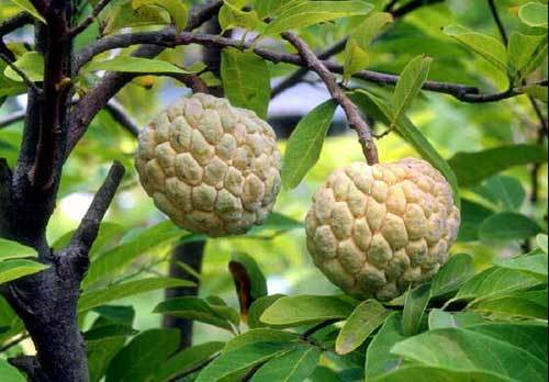 番荔枝科(其他生物相關)番荔枝科(annonaceae),雙子葉植物綱木蘭亞綱