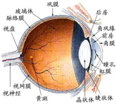 相关)巩膜(sclera)是眼球壁的最外一层,由致密的胶原和弹力纤维构成