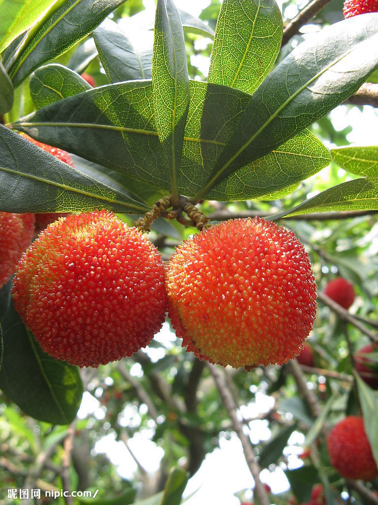 红花水杨梅 (植物)