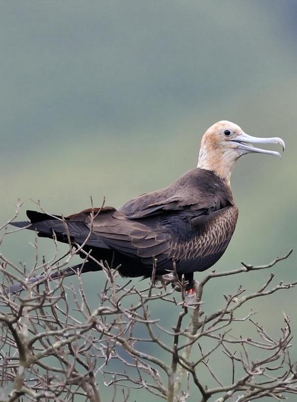 白斑军舰鸟(动物)
