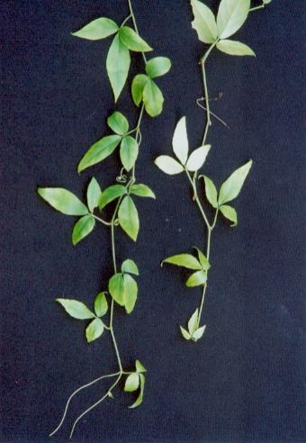 崖爬藤其他生物相关