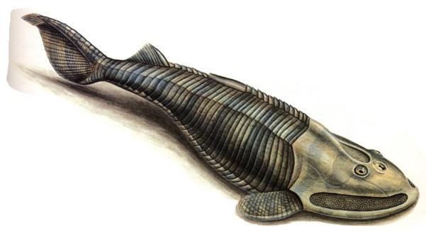 甲胄鱼其他生物相关