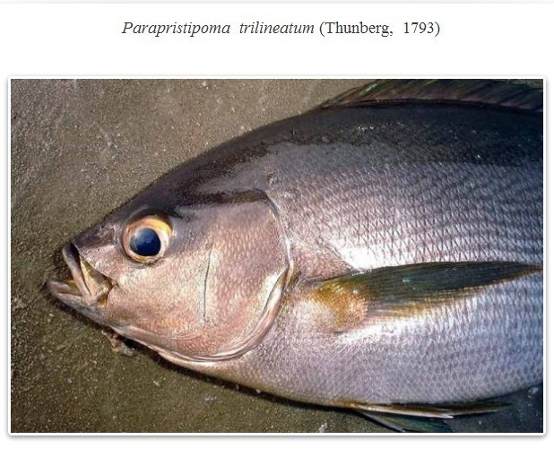 三线矶鲈(其他生物相关)_知识点_技点百科