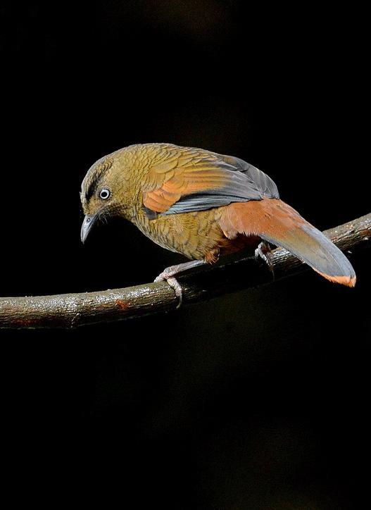 蓝翅噪鹛(动物)
