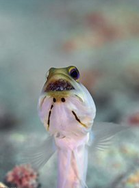 多彩后颌鱼(动物)多彩后颌鱼,opistognathusvariabilis,后颌鱼科后颌