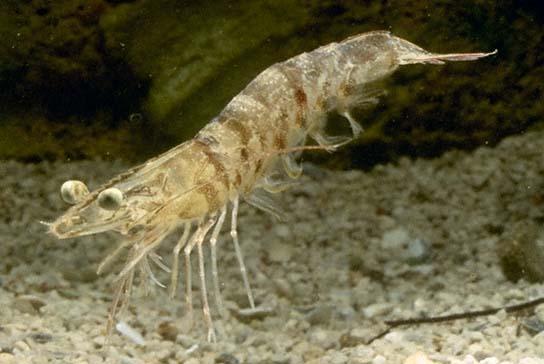黄海刺糠虾(动物)黄海刺糠虾,糠虾目,糠虾科,生活在沿岸带稍远的浅水