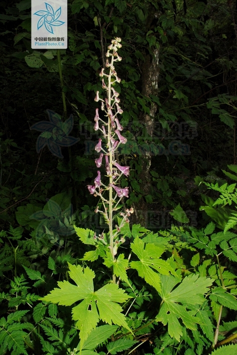 花葶(植物)_技点百科