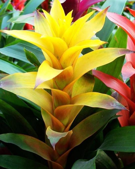 黄歧花凤梨植物