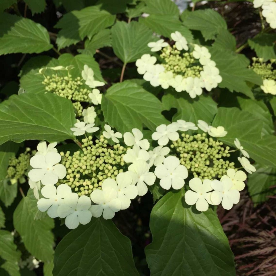 鸡树条 (植物)