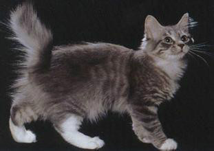 美国短尾猫图片灰色图片