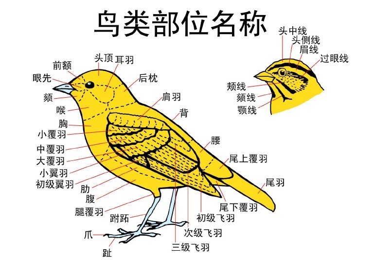 画眉分公母最简单方法图片