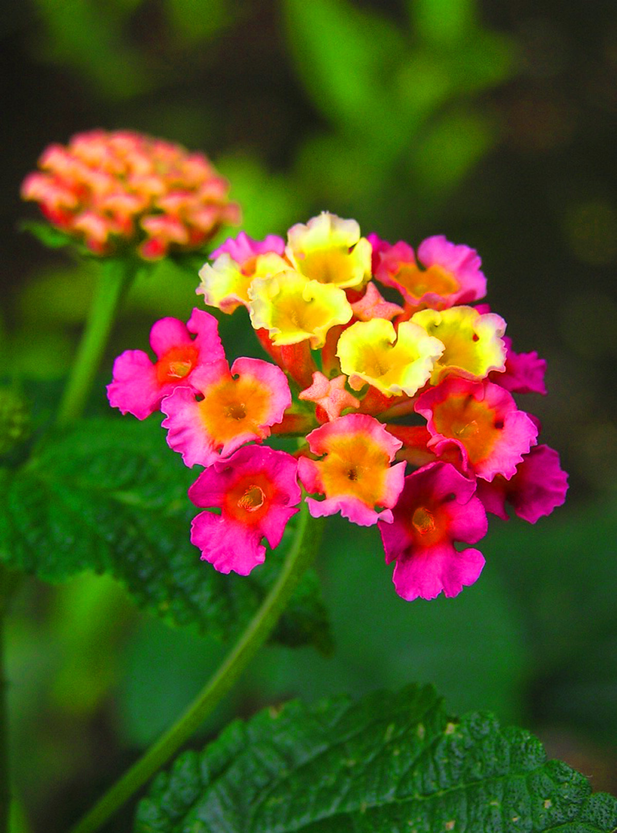 【观赏植物】领域_百科_技点网