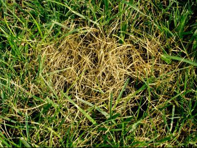 草坪炭疽病(农学)