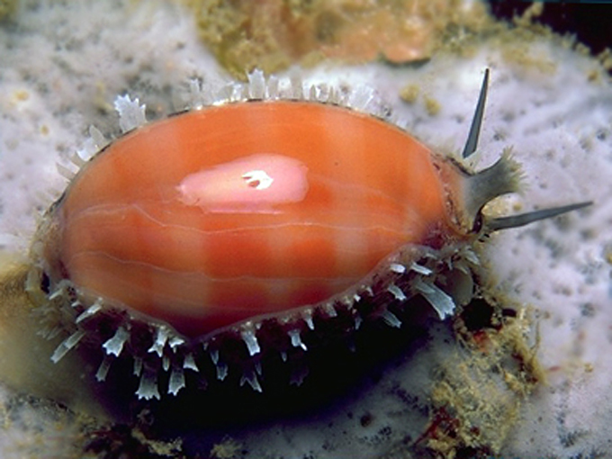 厚缘紫口宝螺 (动物)