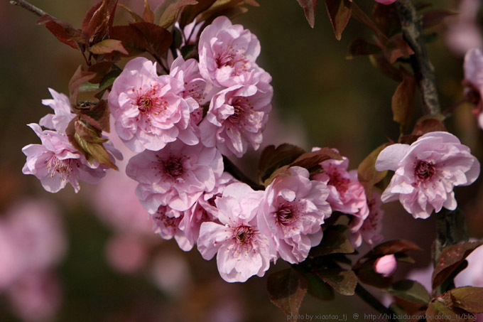 红叶美人梅 (公司)