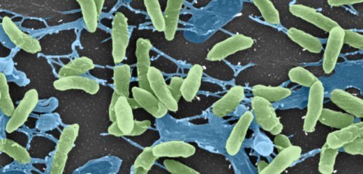 土壤细菌_360百科