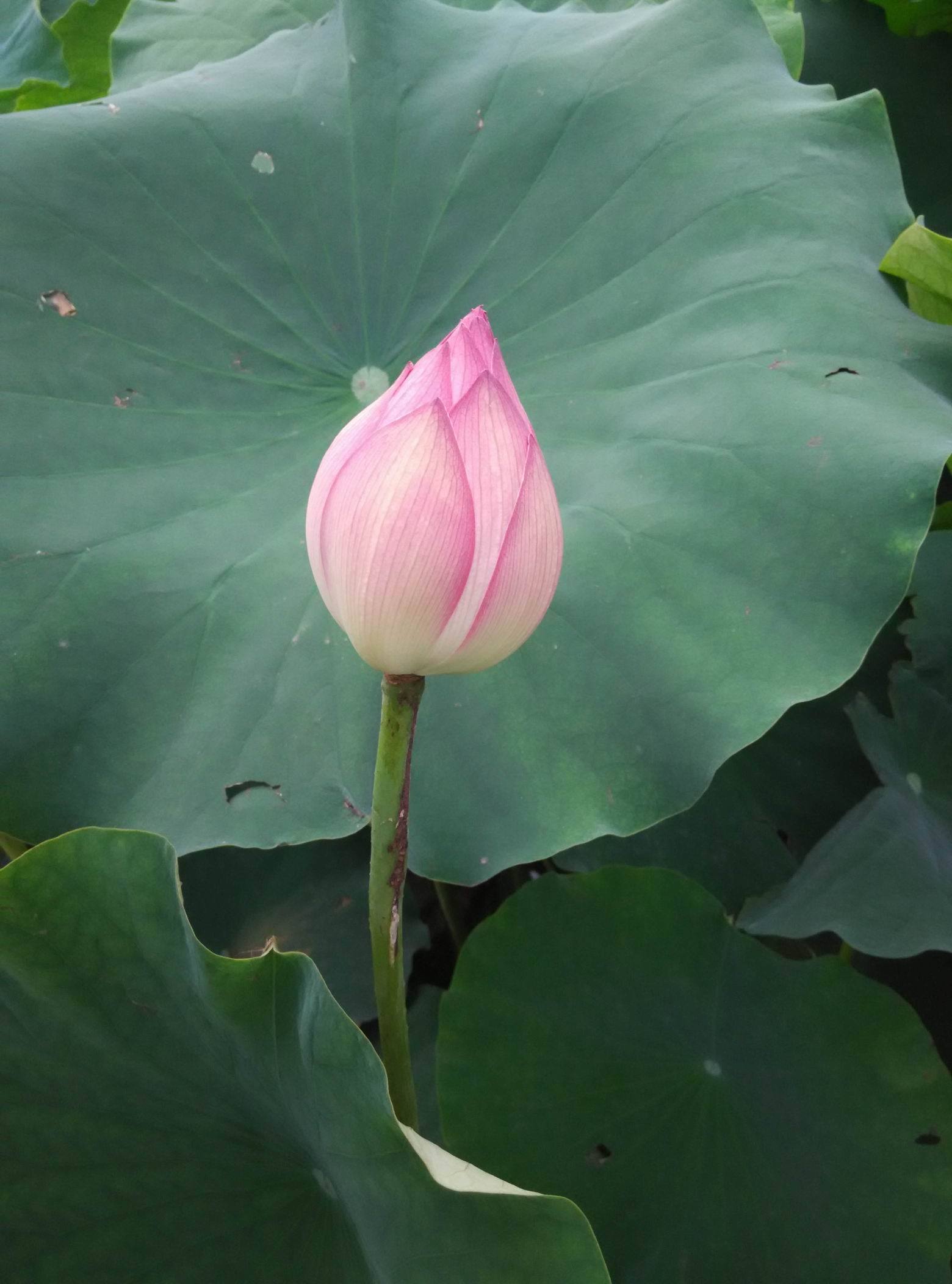 藕花 (植物)