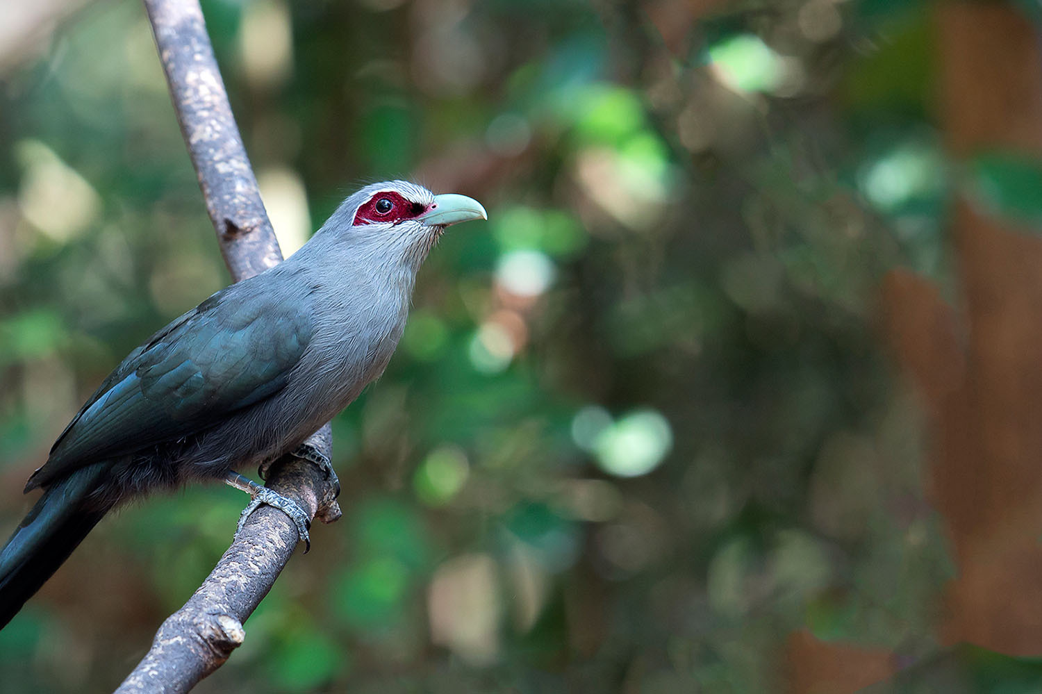 绿嘴地鹃(动物)