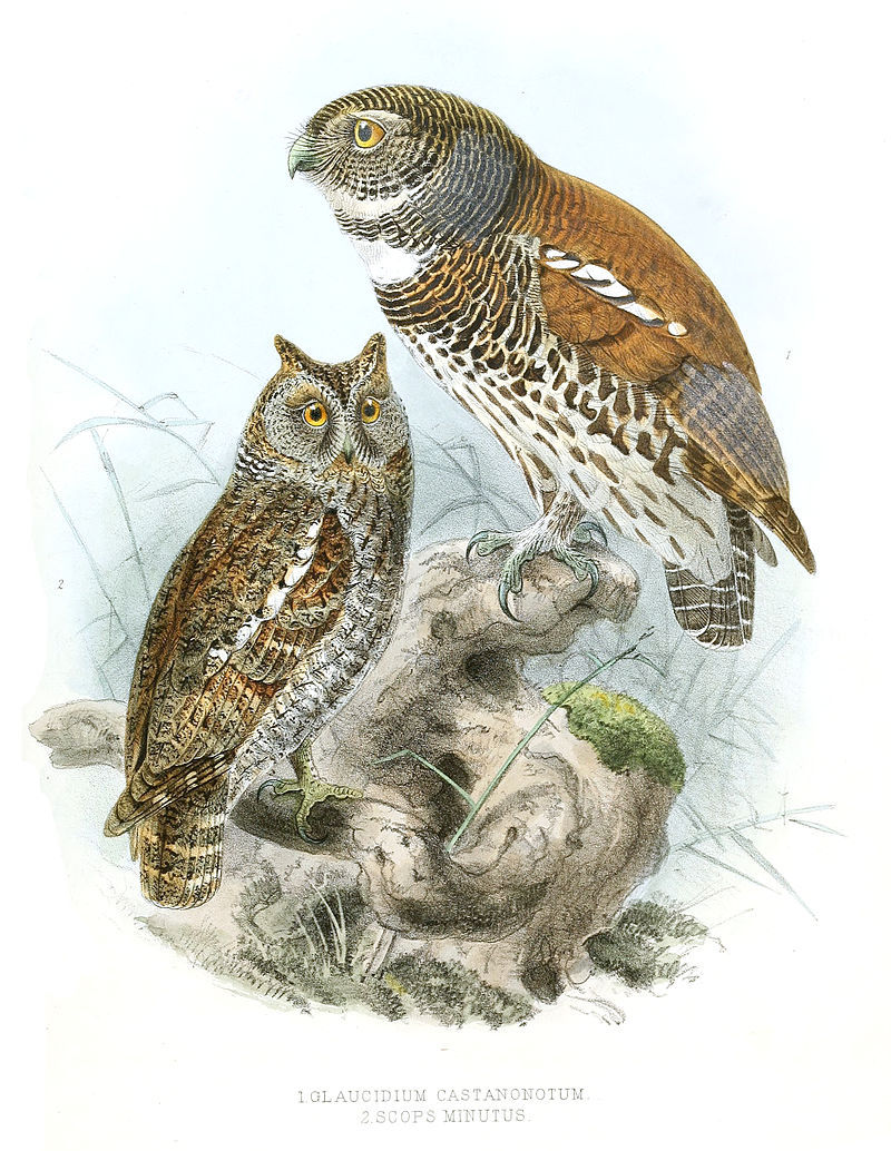 普通鸮(其他生物相关)普通鸮(学名:otus scops),别名棒槌雀,红角 