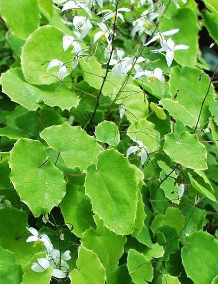 淫羊藿苷能增加心脑血管血流量,促进造血功能,免疫功能及骨