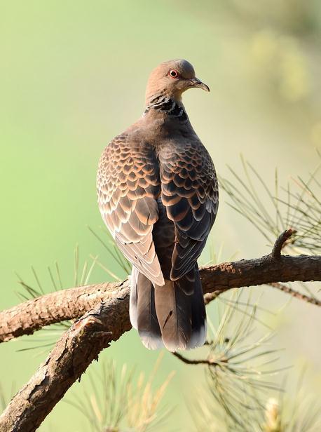 (学名:streptopelia orientalis)是鸠鸽科斑鸠属的鸟类,共有6个亚种