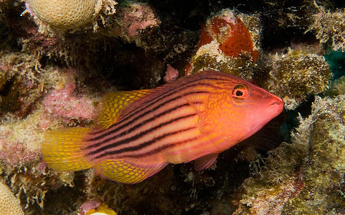 食用鱼类否中国大陆名八带拟唇鱼最大体长14cm观赏鱼类是其他中文名