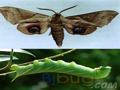 柳天蛾(其他人物相关)