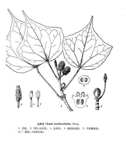 chang)属于金缕梅科,常绿乔木,高达20米,胸径40厘米.