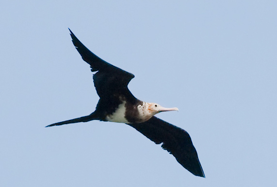 白腹军舰鸟(动物)