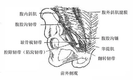 後面正對腹股溝內側窩,前面正對腹股溝管淺環,是腹前壁的一個薄弱區