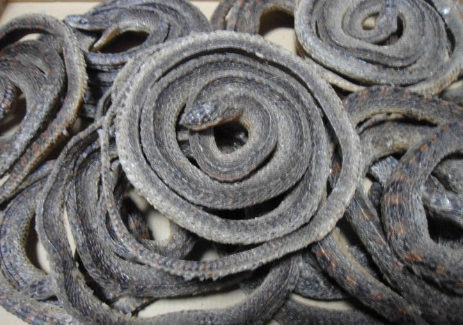 乌鞘蛇(动物|中医学与中药学)