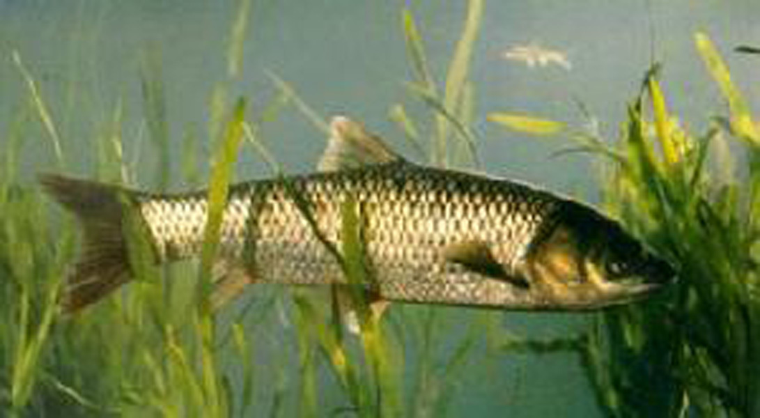 黄河雅罗鱼 (其他生物相关)