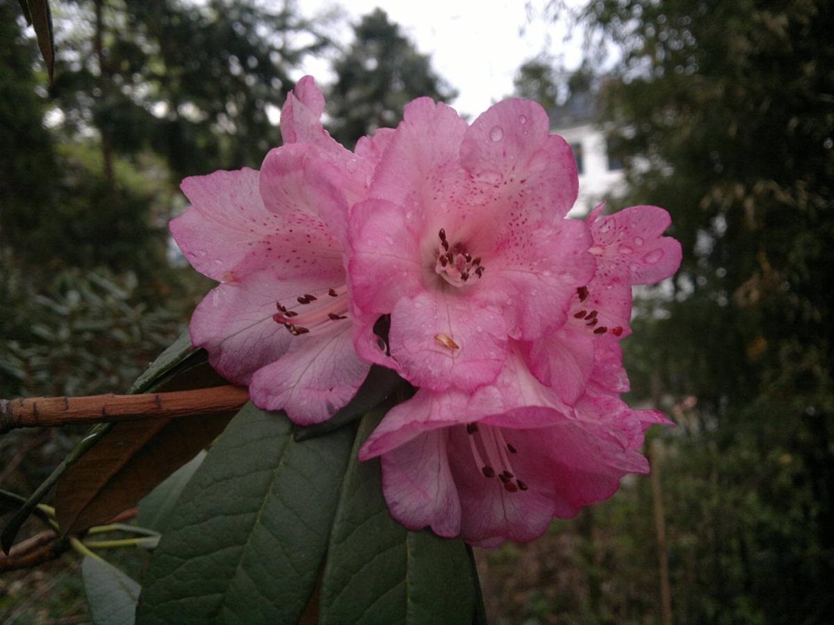 树形杜鹃(植物)