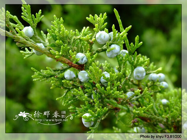 鹿角柏(植物)鹿角柏為柏科圓柏屬叢生狀灌木,別名鹿角檜,樹幹向四周剁