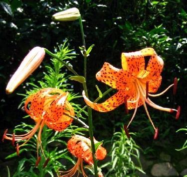 倒垂莲 (有机物)