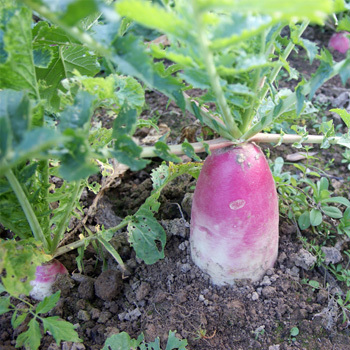 一点红萝卜其他