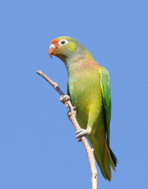 杂色吸蜜鹦鹉动物