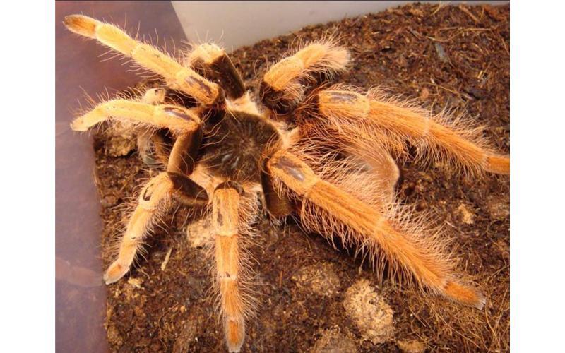 哥伦比亚红脚蜘蛛(动物)