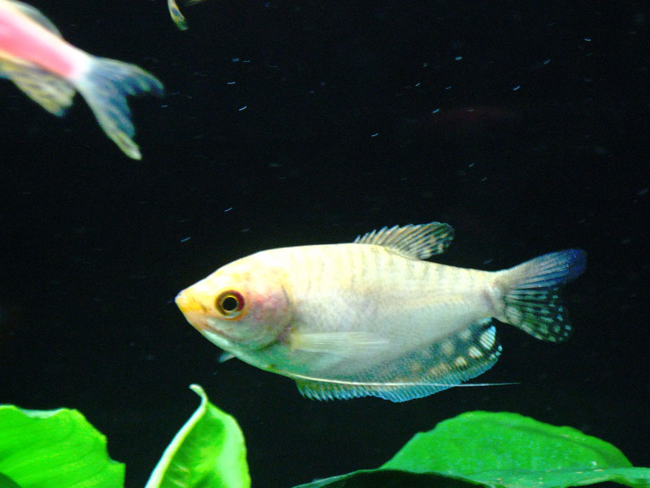 黄曼龙(动物)黄曼龙鱼(gold gourami),属丝足鲈科