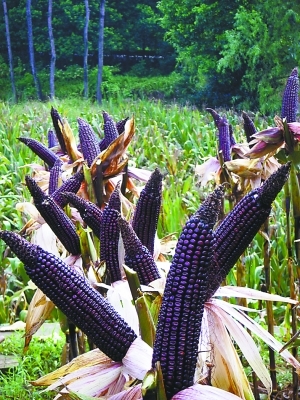 紫玉米 (植物)