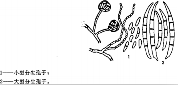 串珠镰刀菌其他生物相关