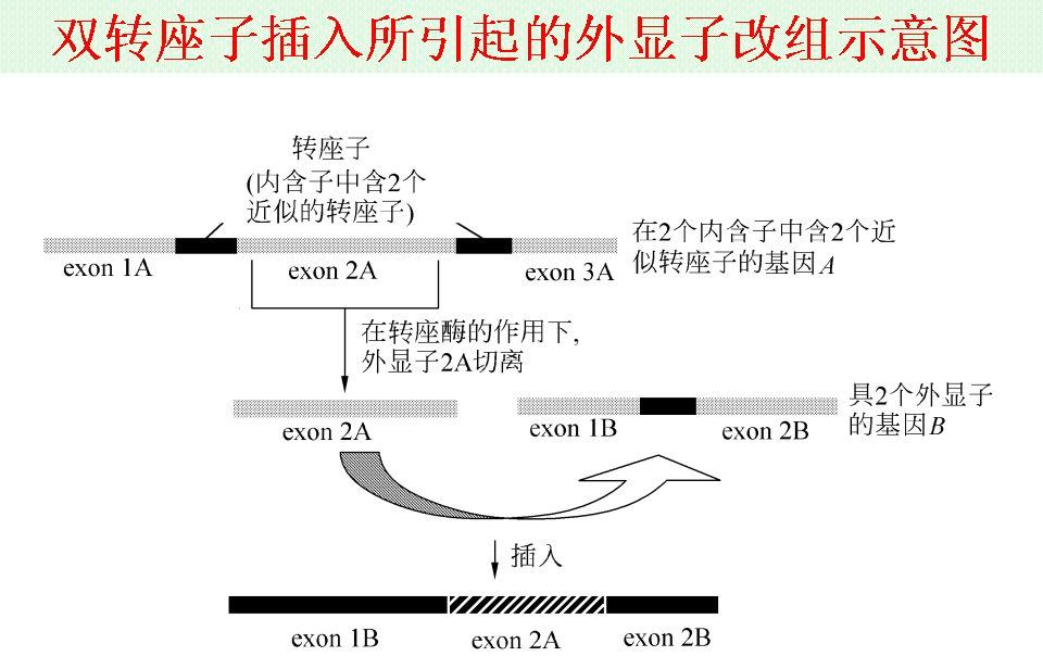 複合轉座子 (分子生物學)