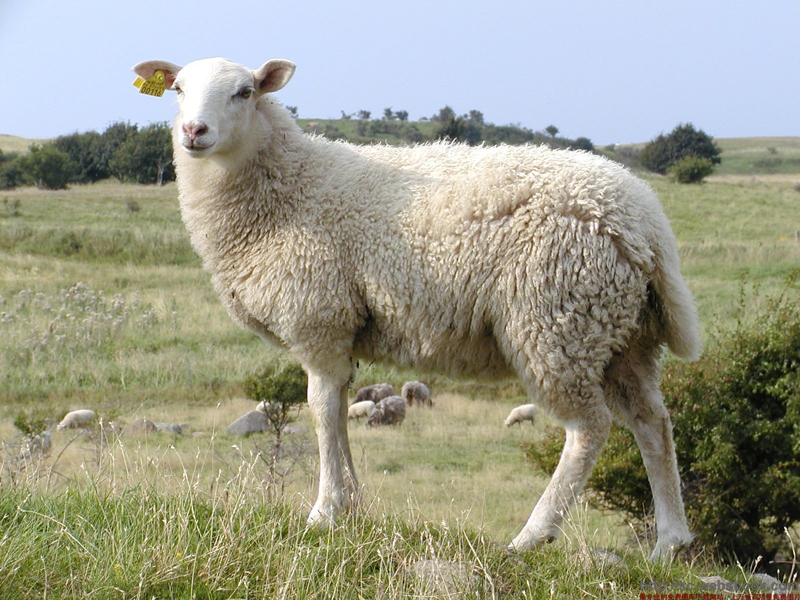 新西兰绵羊图片素材_免费下载_jpg图片格式_VRF高清图片500906367_摄图网