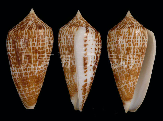 雌雄异体 (其他)