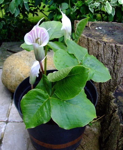 美丽南星(植物)_技点百科