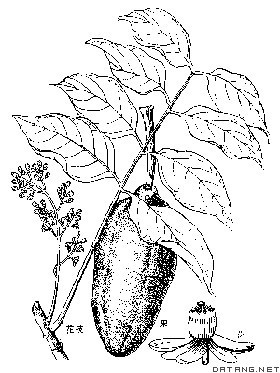 洋椿(植物)洋椿拉丁名:cedrelaglazioviic.dc.