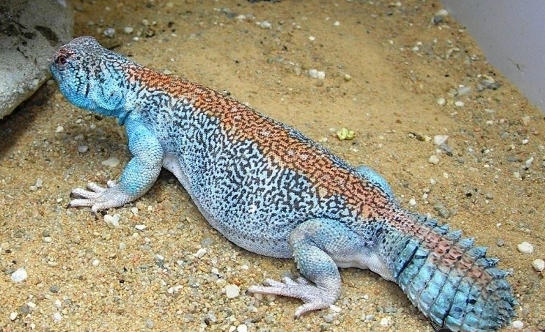 墨西哥蓝岩蜥图片