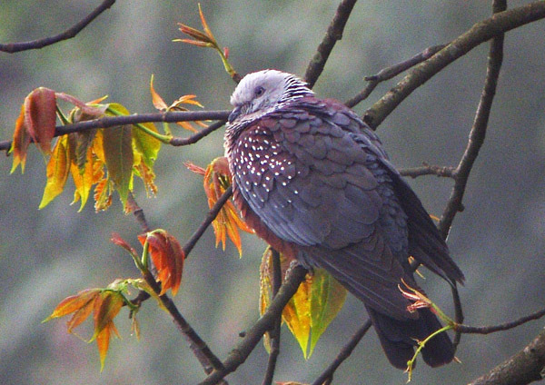 斑林鸽(其他生物相关)