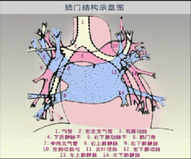 人体肺门图片