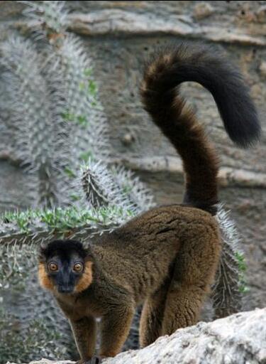 红领美狐猴动物